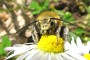 Habropoda-tarsata- Bee